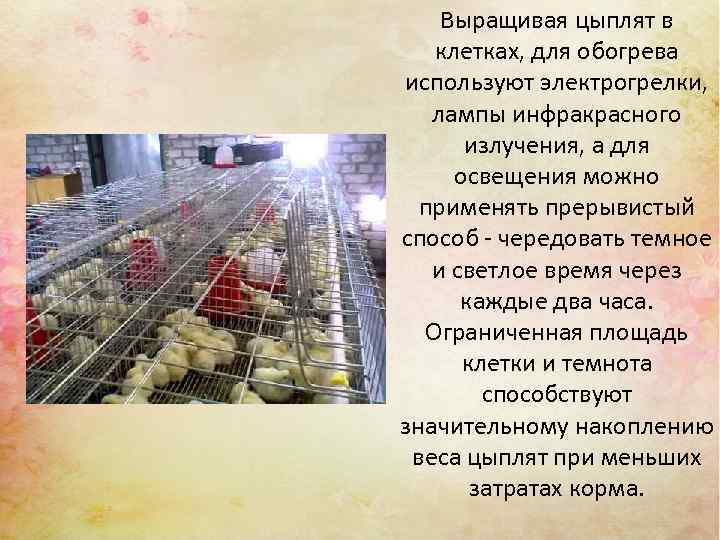 Выращивая цыплят в клетках, для обогрева используют электрогрелки, лампы инфракрасного излучения, а для освещения