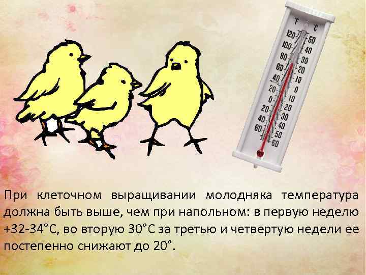 При клеточном выращивании молодняка температура должна быть выше, чем при напольном: в первую неделю