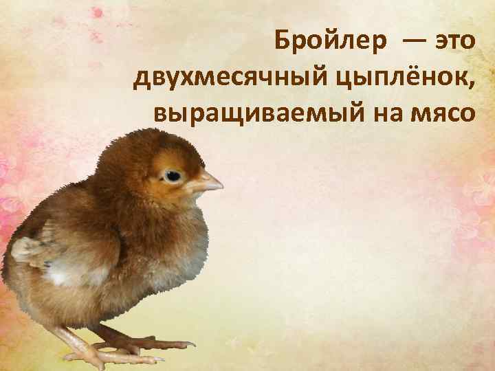 Бройлер — это двухмесячный цыплёнок, выращиваемый на мясо 