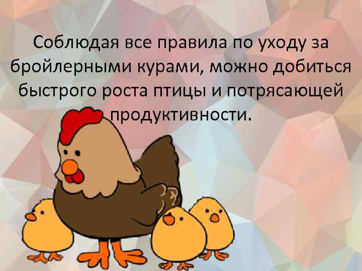 Соблюдая все правила по уходу за бройлерными курами, можно добиться быстрого роста птицы и