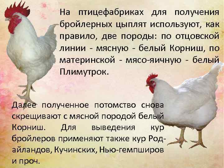 На птицефабриках для получения бройлерных цыплят используют, как правило, две породы: по отцовской линии