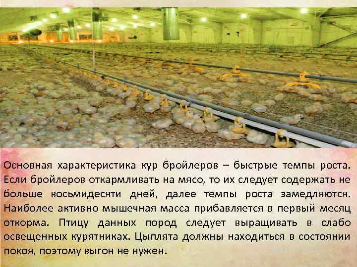 Основная характеристика кур бройлеров – быстрые темпы роста. Если бройлеров откармливать на мясо, то