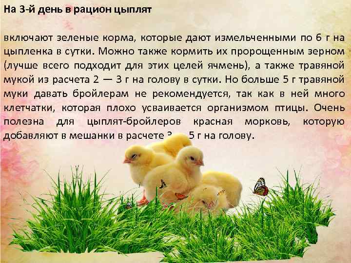 На 3 -й день в рацион цыплят включают зеленые корма, которые дают измельченными по