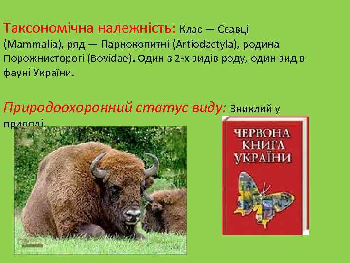 Таксономічна належність: Клас — Ссавці (Mammalia), ряд — Парнокопитні (Artiodactyla), родина Порожнисторогі (Bovidae). Один