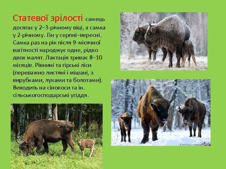 Статевої зрілості самець досягає у 2– 3 -річному віці, а самка у 2 -річному.