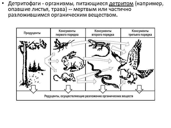  • Детритофаги - организмы, питающиеся детритом (например, опавшие листья, трава) -- мертвым или