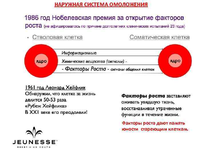 НАРУЖНАЯ СИСТЕМА ОМОЛОЖЕНИЯ Факторы роста дают память юности стареющим клеткам. 