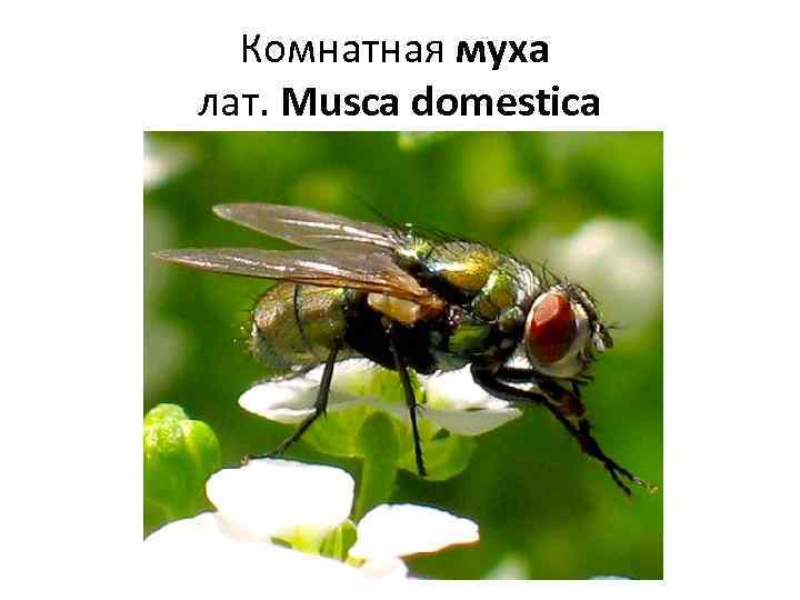 Комнатная муха лат. Musca domestica 