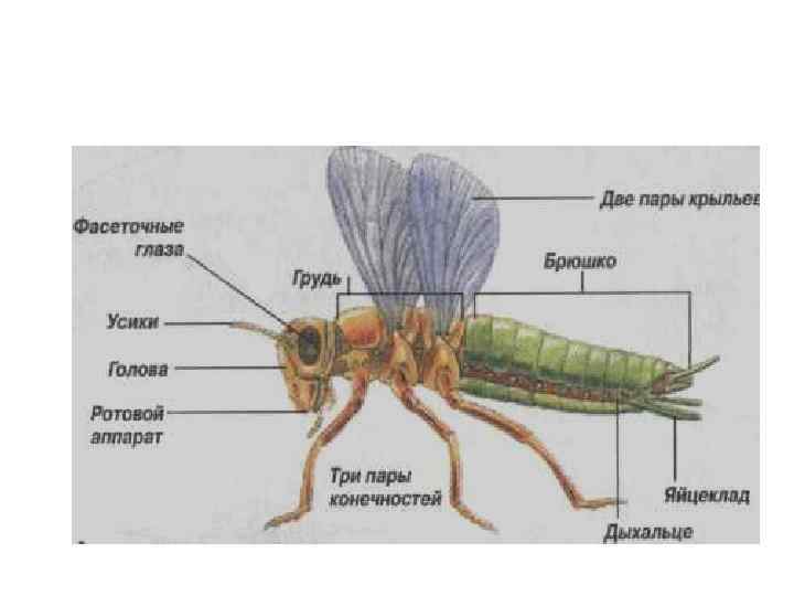 Строение стрекозы схема