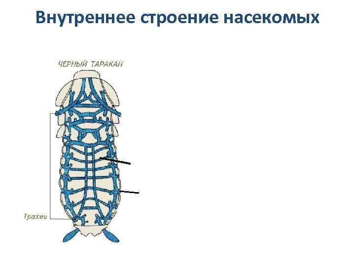 Внутреннее строение таракана рисунок с подписями