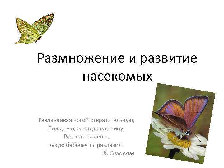 Размножение и развитие насекомых Раздавливая ногой отвратительную, Ползучую, жирную гусеницу, Разве ты знаешь, Какую