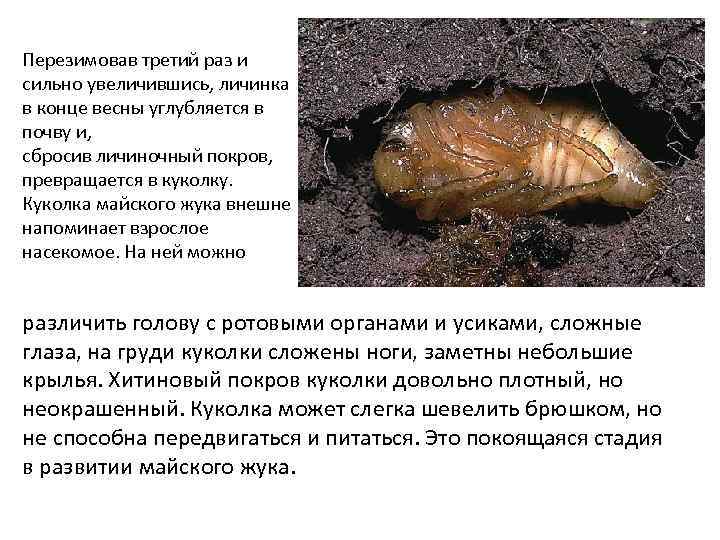 Перезимовав третий раз и сильно увеличившись, личинка в конце весны углубляется в почву и,