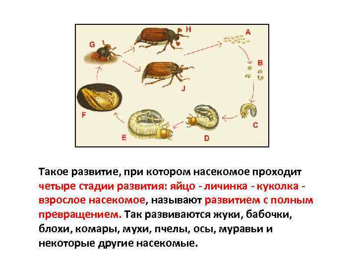 Такое развитие, при котором насекомое проходит четыре стадии развития: яйцо - личинка - куколка