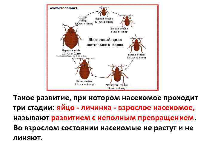 Такое развитие, при котором насекомое проходит три стадии: яйцо - личинка - взрослое насекомое,