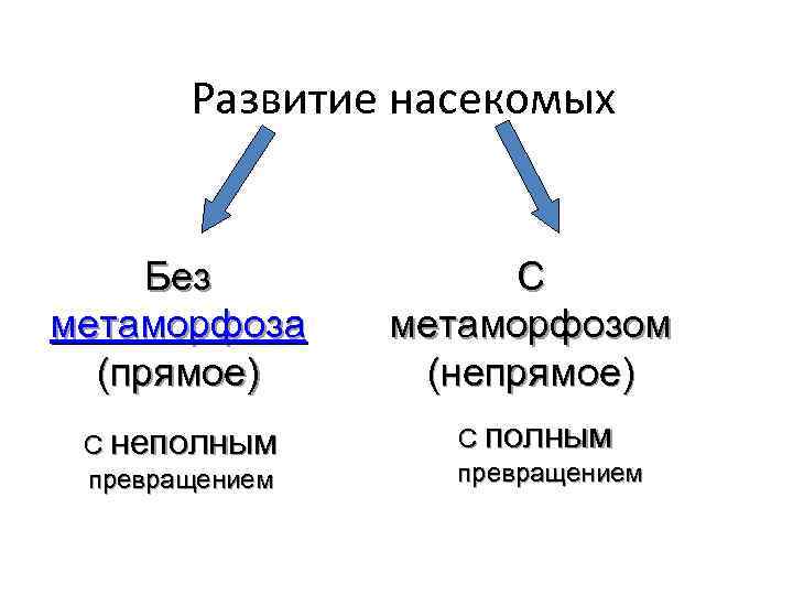 Развитие насекомых Без метаморфоза (прямое) С неполным превращением С метаморфозом (непрямое) С полным превращением