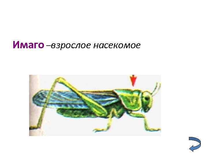 Имаго –взрослое насекомое 