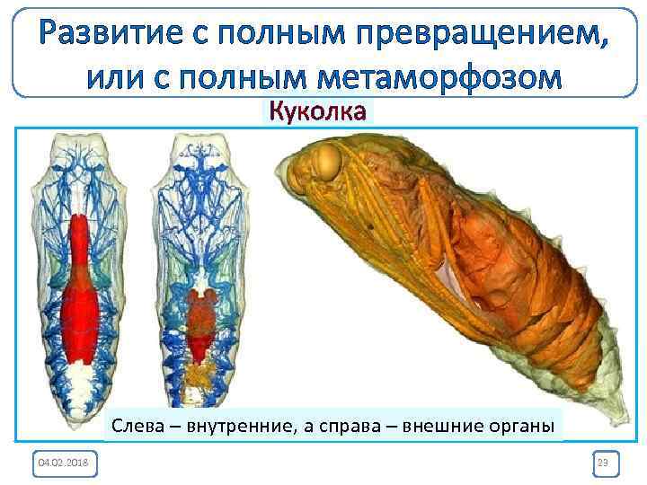 Развитие с полным превращением, или с полным метаморфозом Куколка Стадия куколки – это фантастически