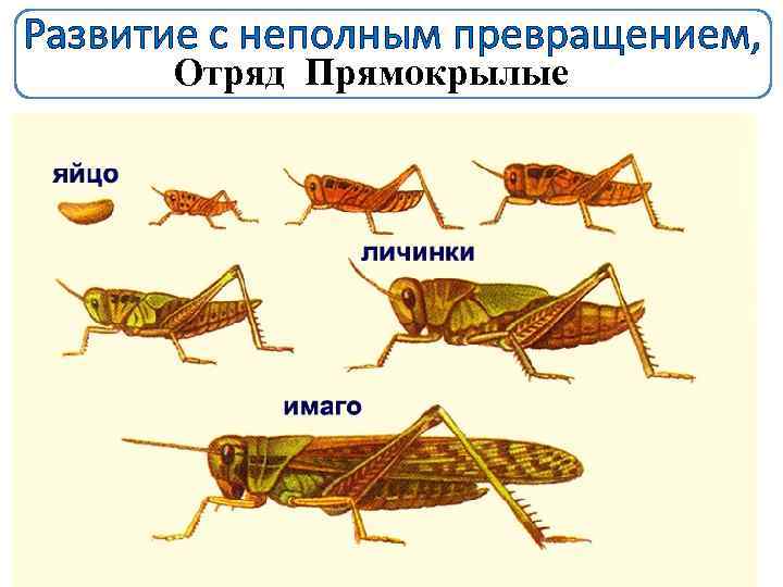 Развитие с неполным превращением, Отряд Прямокрылые Личинки саранчи, кузнечиков, выходя из яиц очень похожи