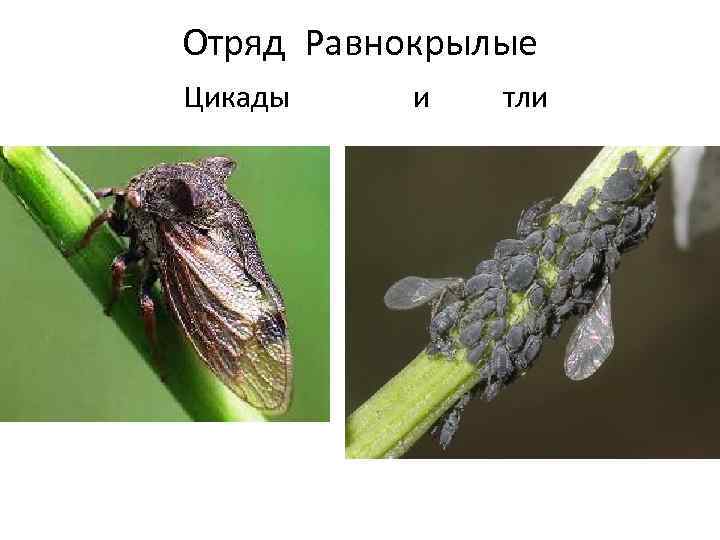 Отряд Равнокрылые Цикады и тли 