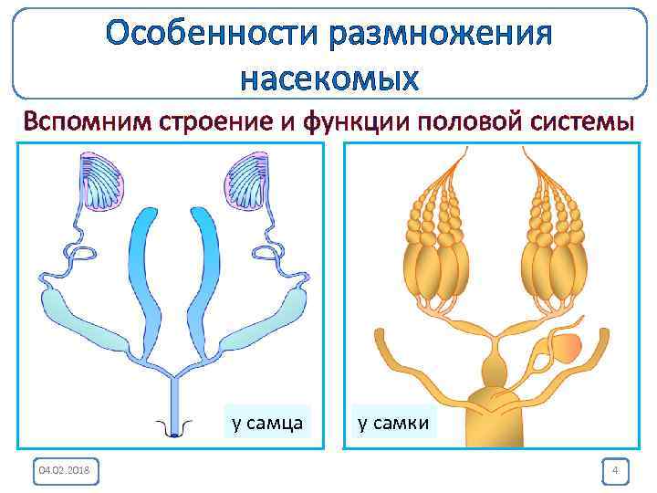 Особенности размножения насекомых Вспомним строение и функции половой системы у самца 04. 02. 2018