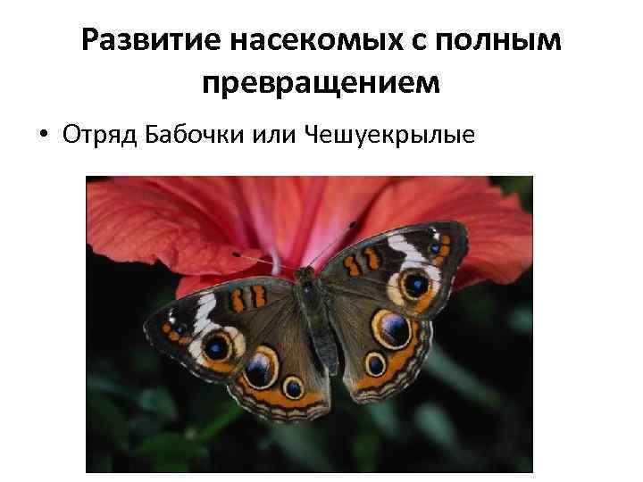 Развитие насекомых с полным превращением • Отряд Бабочки или Чешуекрылые 