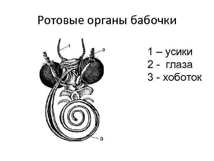 Ротовые органы бабочки 1 – усики 2 - глаза 3 - хоботок 