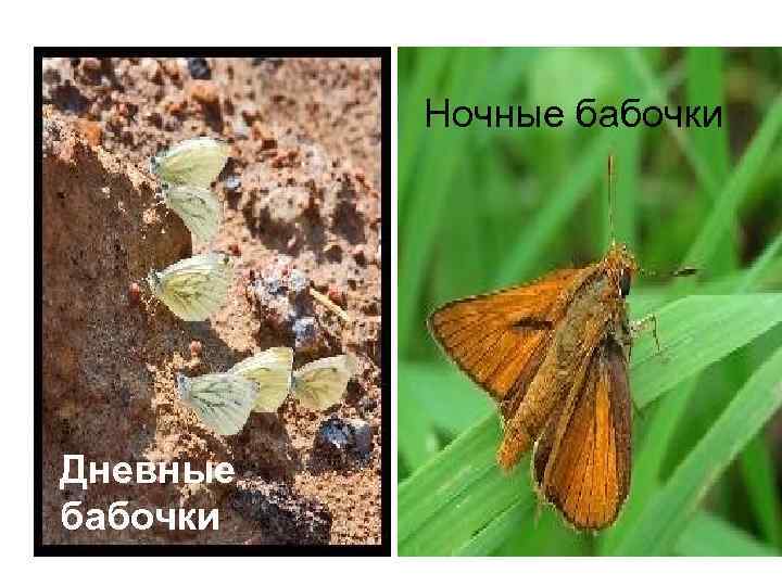 Ночные бабочки Дневные бабочки 