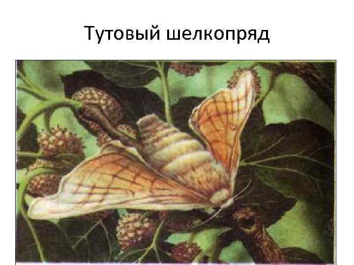 Тутовый шелкопряд 