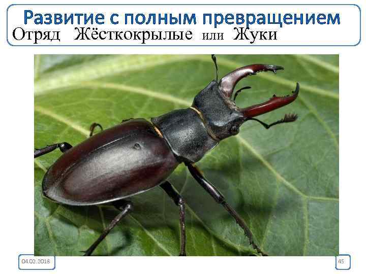 Развитие с полным превращением Отряд Жёсткокрылые или Жуки 04. 02. 2018 45 