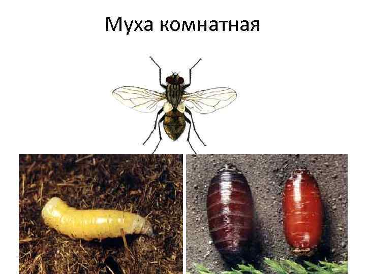 Муха комнатная 