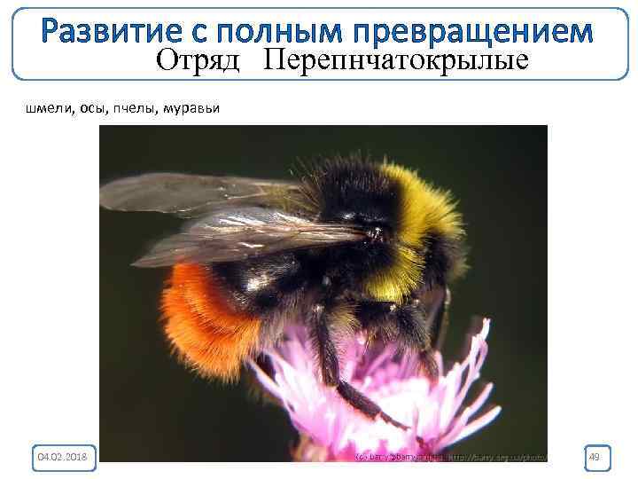 Развитие с полным превращением Отряд Перепнчатокрылые шмели, осы, пчелы, муравьи 04. 02. 2018 49
