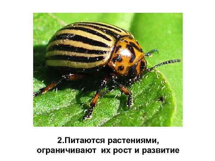 2. Питаются растениями, ограничивают их рост и развитие 