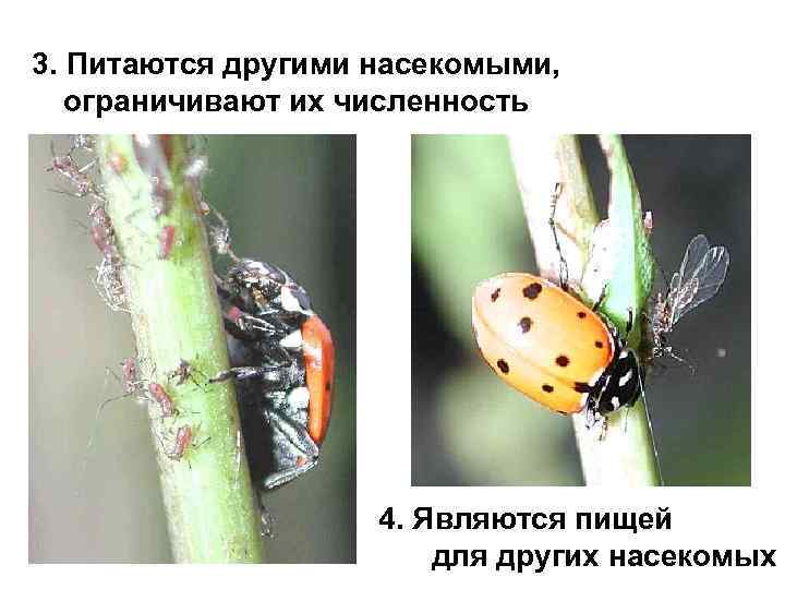 3. Питаются другими насекомыми, ограничивают их численность 4. Являются пищей для других насекомых 