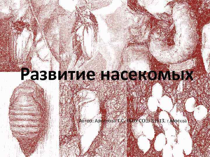 Развитие насекомых Автор: Архипова Т. С. ГБОУ СОШ № 113. г. Москва 