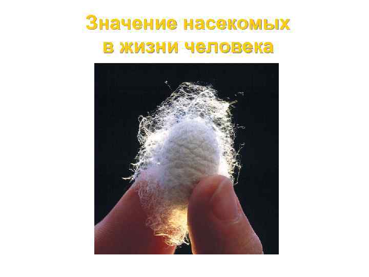 Значение насекомых в жизни человека 