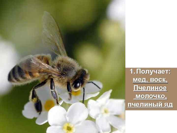 1. Получает: мед, воск, Пчелиное молочко, пчелиный яд 