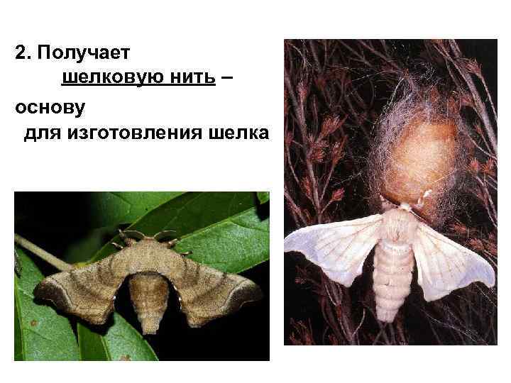 2. Получает шелковую нить – основу для изготовления шелка 