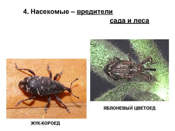 4. Насекомые – вредители сада и леса ЯБЛОНЕВЫЙ ЦВЕТОЕД ЖУК-КОРОЕД 