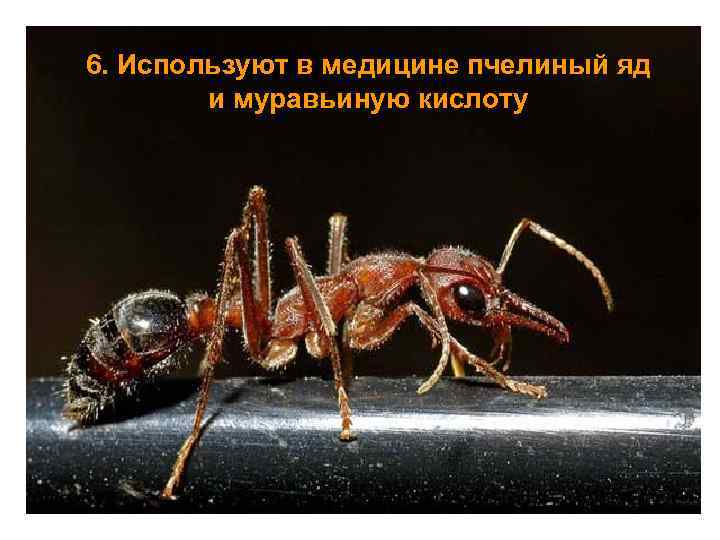 6. Используют в медицине пчелиный яд и муравьиную кислоту 