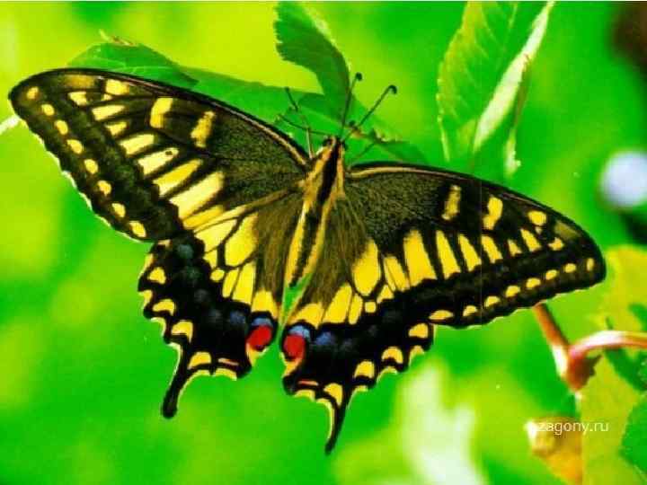 7. Эстетическое значение 