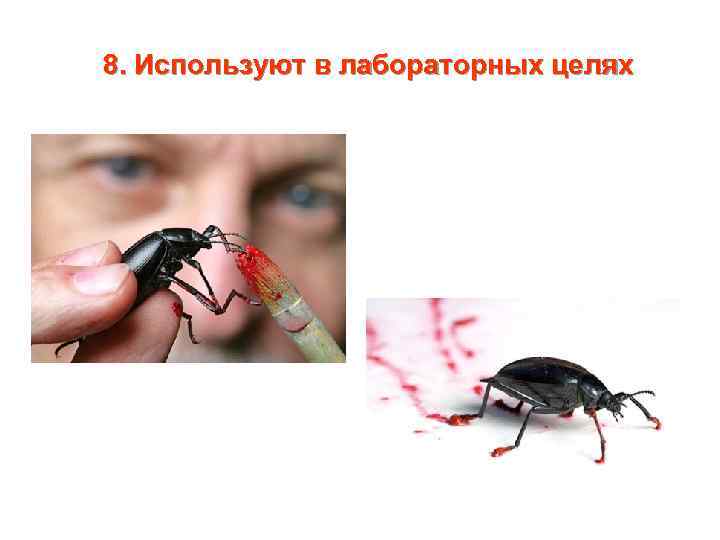 8. Используют в лабораторных целях 