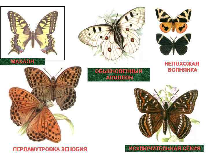 МАХАОН ОБЫКНОВЕННЫЙ АПОЛЛОН ПЕРЛАМУТРОВКА ЗЕНОБИЯ НЕПОХОЖАЯ ВОЛНЯНКА ИСКЛЮЧИТЕЛЬНАЯ СЁКИЯ 