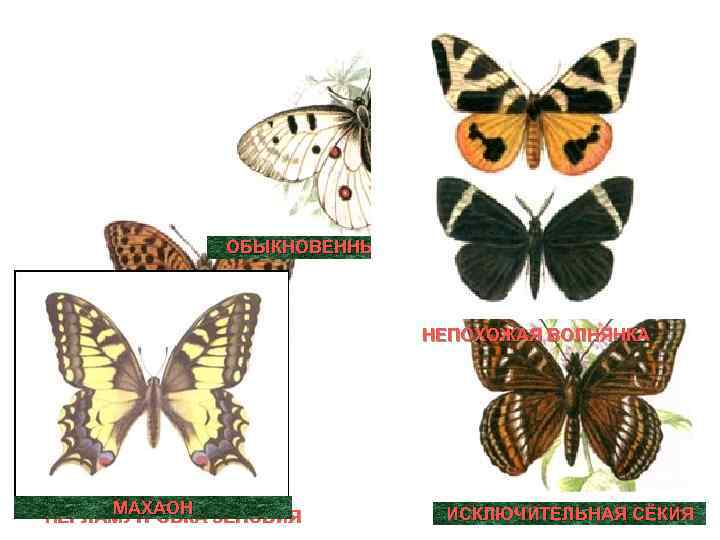 ОБЫКНОВЕННЫЙ АПОЛЛОН НЕПОХОЖАЯ ВОЛНЯНКА МАХАОН ПЕРЛАМУТРОВКА ЗЕНОБИЯ ИСКЛЮЧИТЕЛЬНАЯ СЁКИЯ 