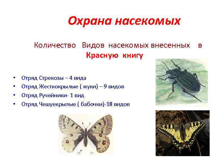 Охрана насекомых Количество Видов насекомых внесенных в Красную книгу • • Отряд Стрекозы –