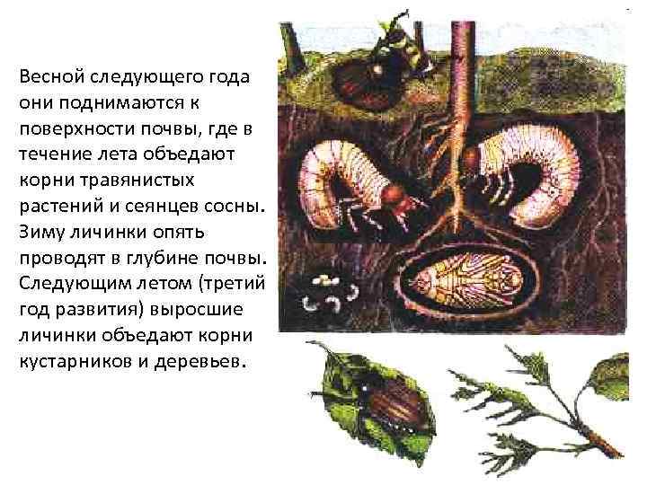 Весной следующего года они поднимаются к поверхности почвы, где в течение лета объедают корни