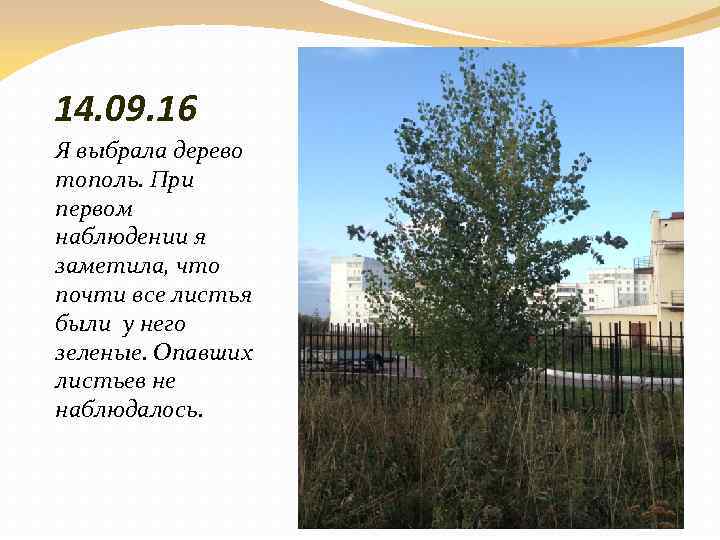 14. 09. 16 Я выбрала дерево тополь. При первом наблюдении я заметила, что почти