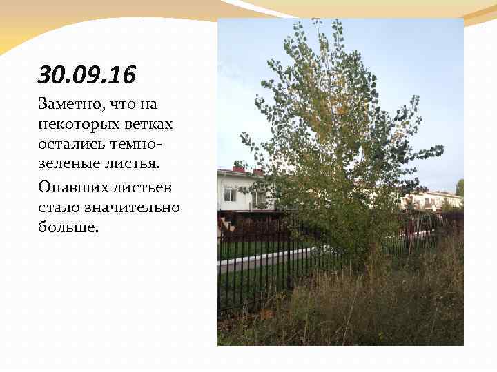 30. 09. 16 Заметно, что на некоторых ветках остались темнозеленые листья. Опавших листьев стало