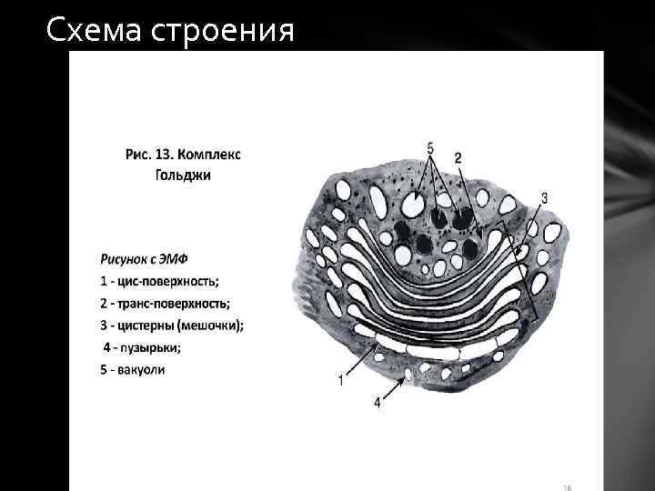 Схема строения 