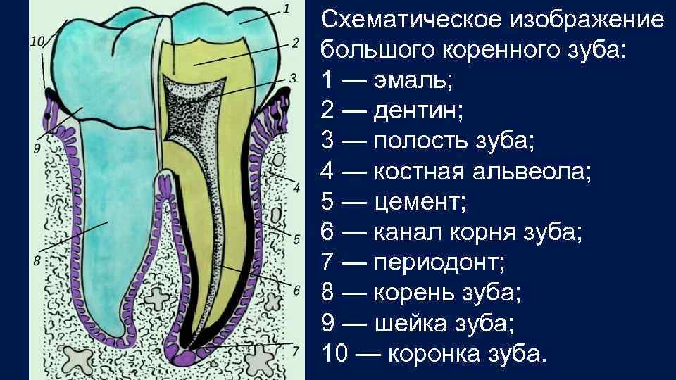 Схематическое изображение большого коренного зуба: 1 — эмаль; 2 — дентин; 3 — полость