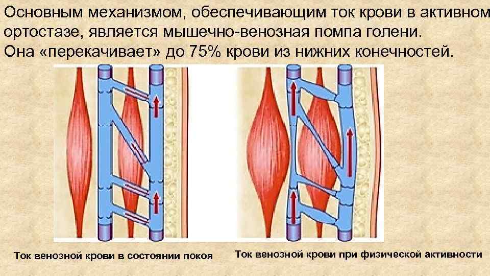 Обратный ток крови в венах. Мышечно-венозная помпа нижней конечности. Мышечно-венозная помпа механизм. Механизмы движения крови в венах. Мышечно венозная помпа голени.